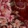 Desert Poppy