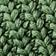 Sea Fern