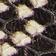 Black / White Python