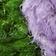Lavender Fields