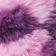 Cotton Candy