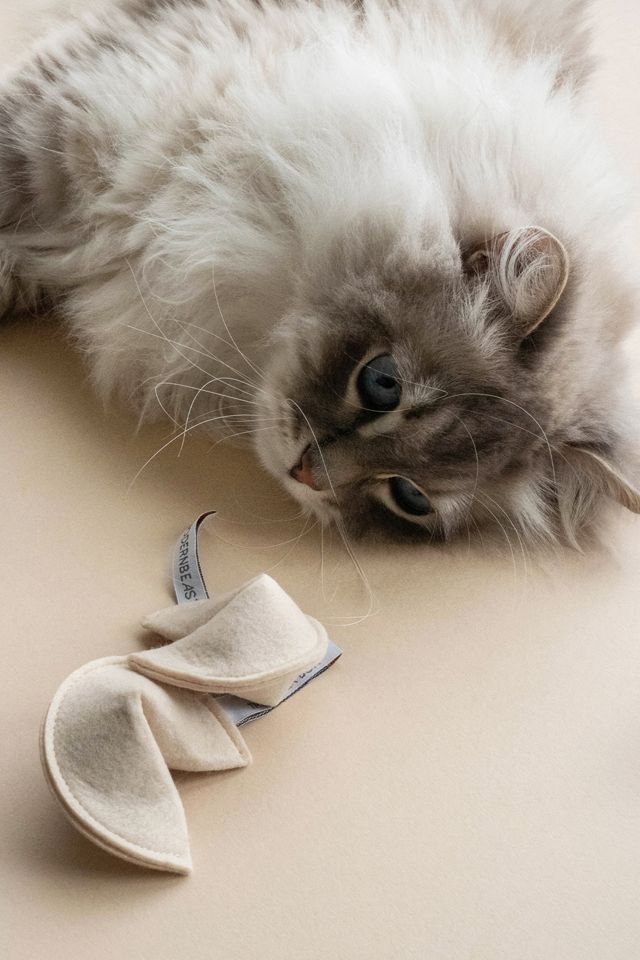 MODERNBEAST Fortune Cookie Catnip Toy #2