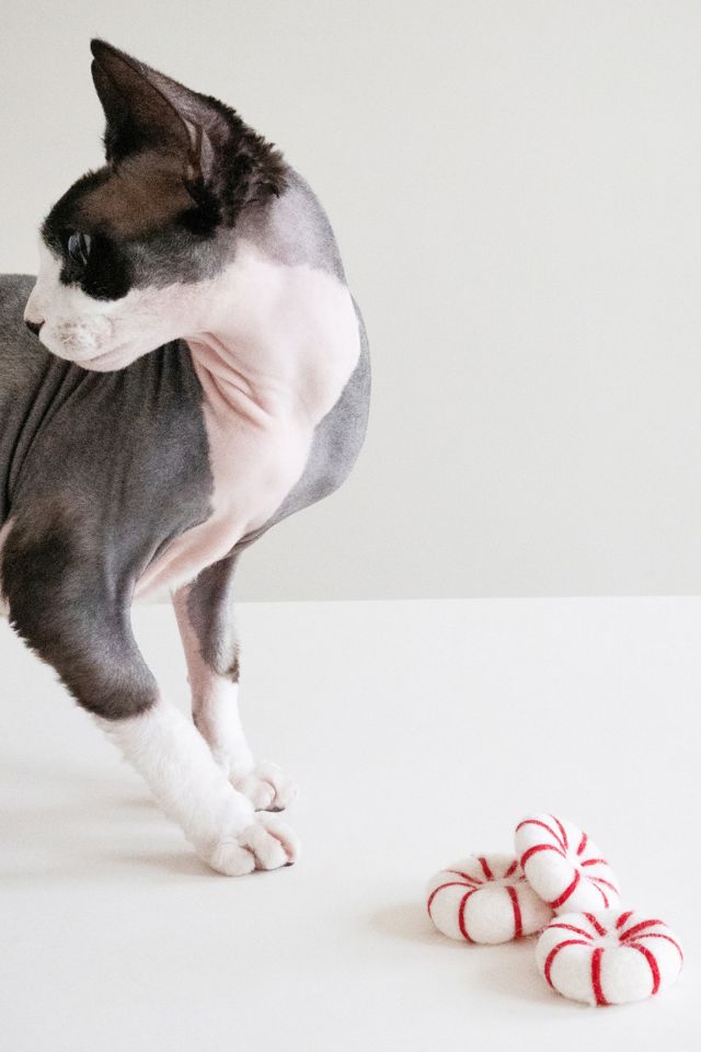 MODERNBEAST Kitty Peppermint Toy #1