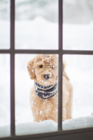 MODERNBEAST Pet Snood