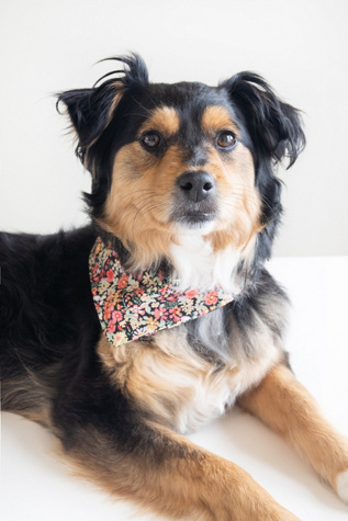 MODERNBEAST Pet Bandana