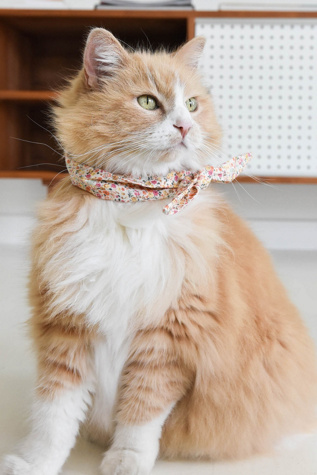 MODERNBEAST Pet Necktie