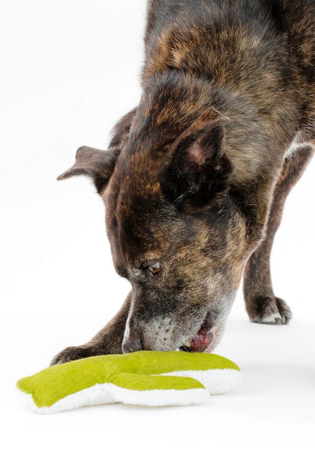 MODERNBEAST Mint Cactus Chew Toy #1