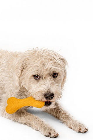 MODERNBEAST Dog Woolbone