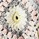 Combo Sunflower Stone