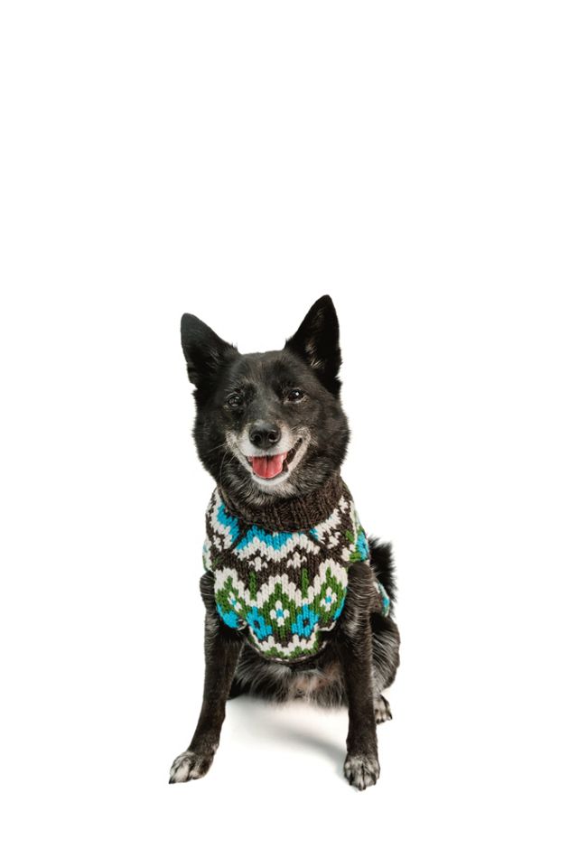 Blue Jay Chilly Sweater  Dog Fleeces from Doggy Boho