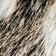Snow Leopard