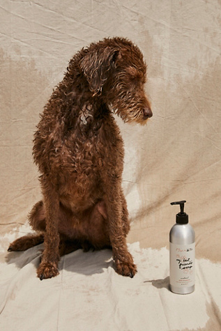 What Shampoo Should We Use On A Poodle