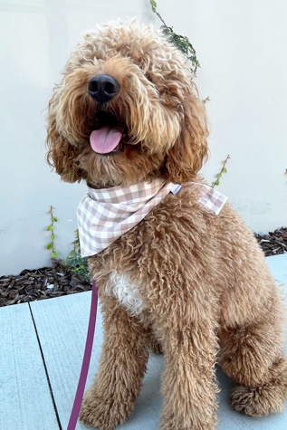 MODERNBEAST Gingham Pet Bandana