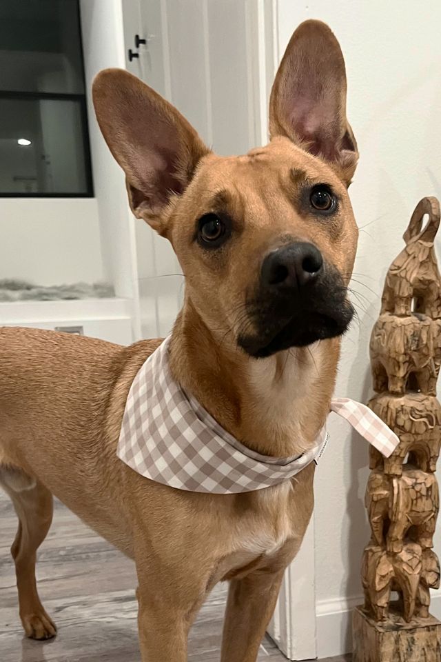 MODERNBEAST Gingham Pet Bandana #2