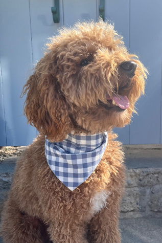 MODERNBEAST Gingham Pet Bandana