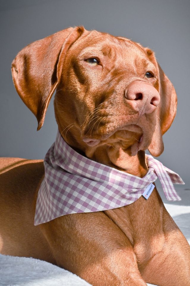 Gingham dog shop bandana