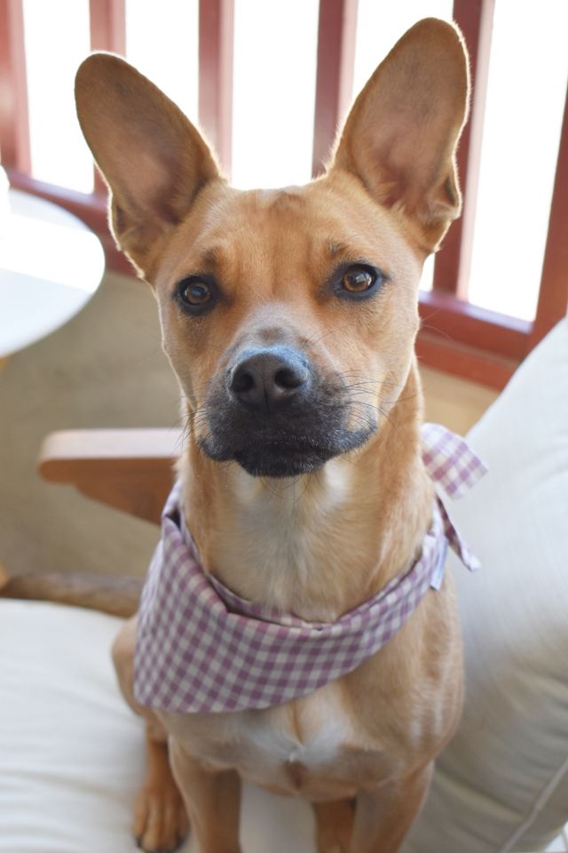 MODERNBEAST Gingham Pet Bandana #2