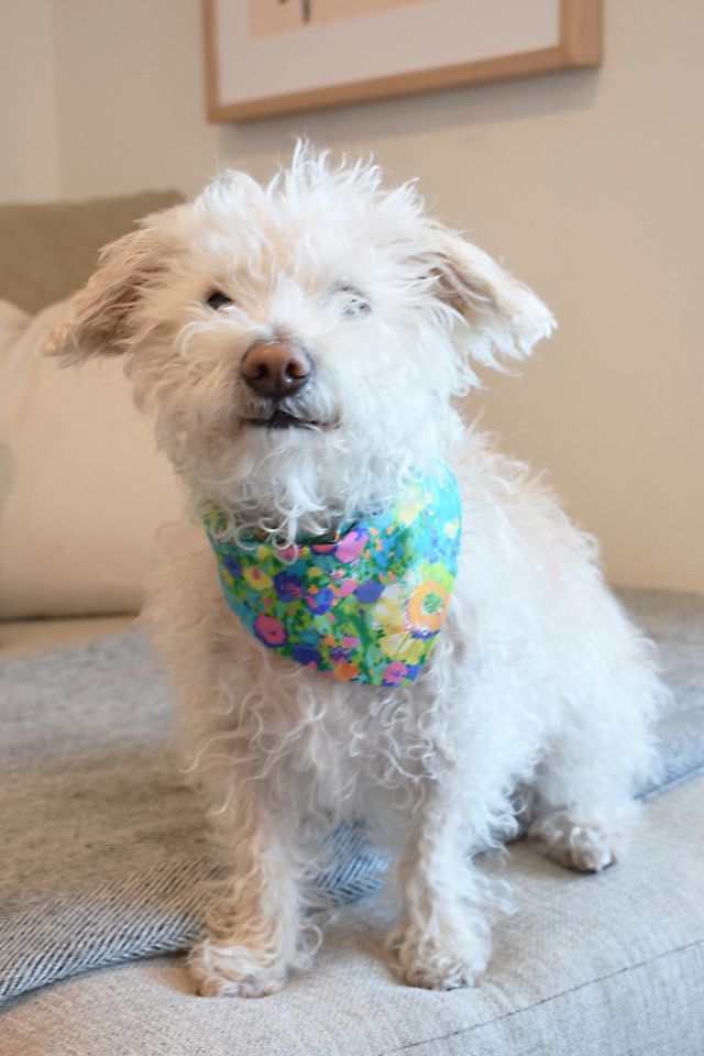 MODERNBEAST Meadow Pet Bandana #2