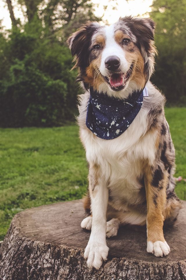 MODERNBEAST Denim Splatter Pet Bandana