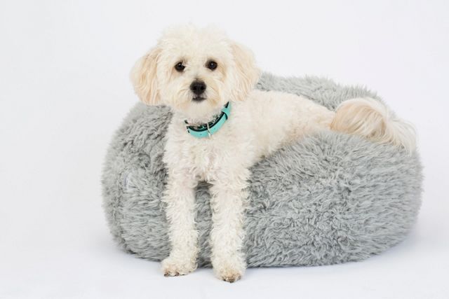 MODERNBEAST Pod Dog Bed #2
