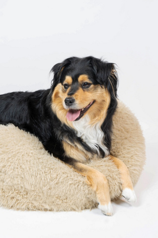 MODERNBEAST Pod Dog Bed