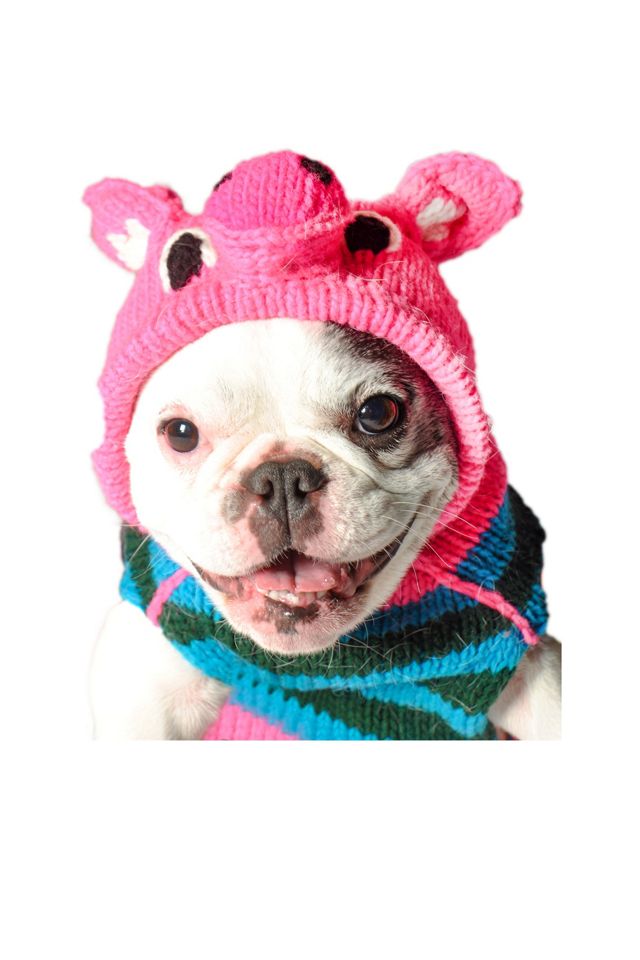 XL Chilly Dog  Piggy Dog Sweater #1