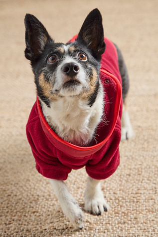 FP x Found My Animal Hit The Slopes Pet Jacket