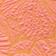 Tangerine Tropic