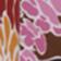 Pink Favinia
