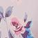 Rose Floral
