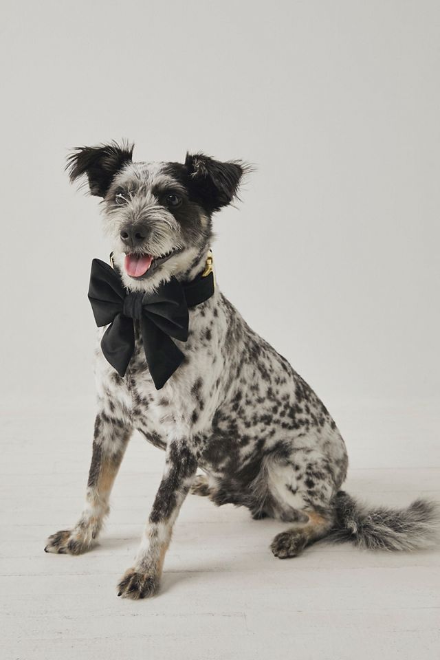Black Velvet Lady Bow Collar – The Foggy Dog