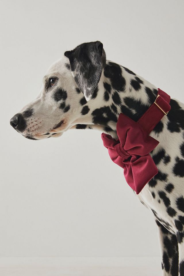 The Foggy Dog Velvet Lady Bow Collar #1
