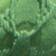 Absinthe Green