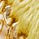 Gold Lime