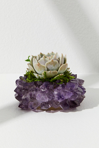 Kels Succulent Shop Live Succulent Crystal Plant at Free People in Purple