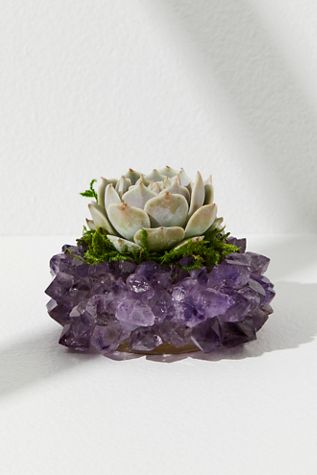 Kels Succulent Shop Live Succulent Crystal Plant
