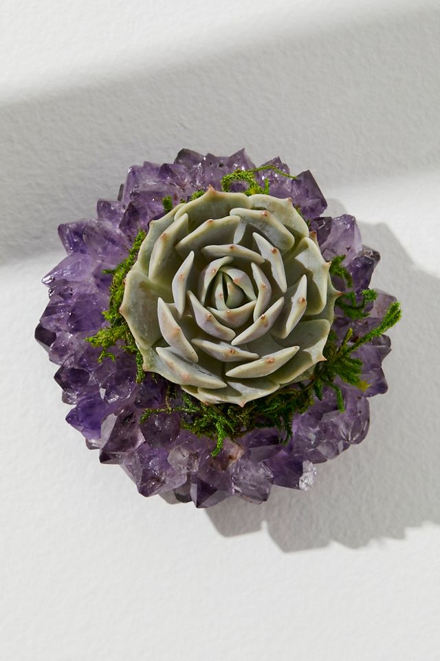 Plante de cristal de succulente vivante de la boutique de succulentes Kels #1