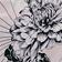 Stellar Floral - Ivory