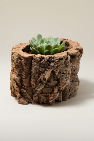Tiradia Cork Bark Planter