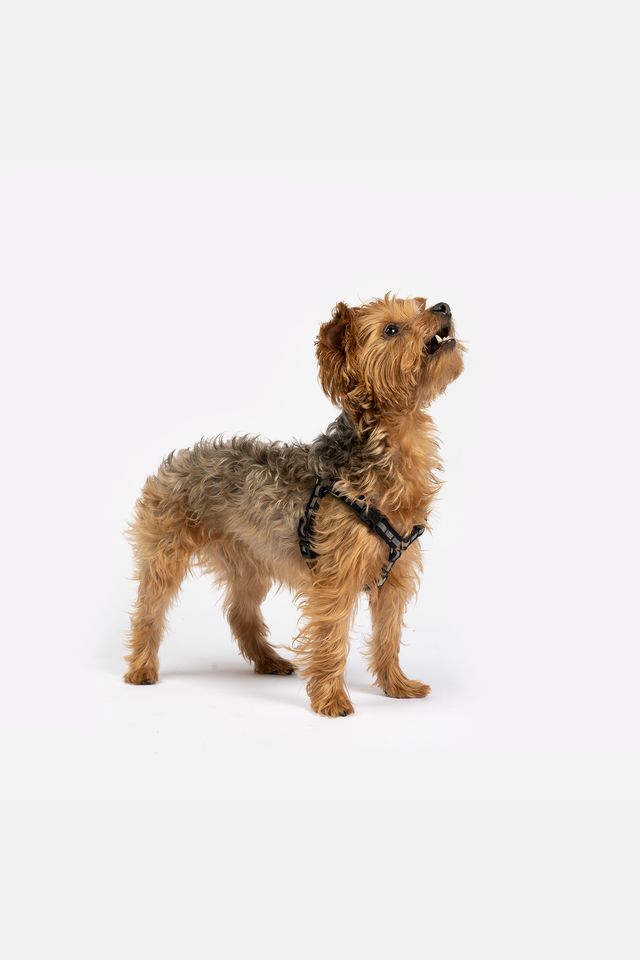 Compatible with MAXIMUS harness Made with our new and #improved