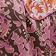 Western Paisley