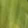 Rainforest