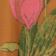Combo Brun Tulipe