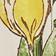 Combo Tulipe Ivoire