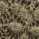 Vetiver