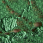 Green Bee