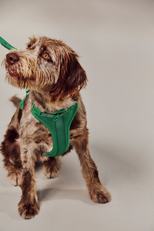Wild One Pet Harness