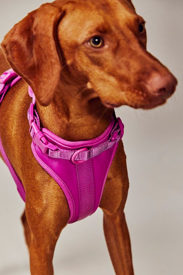 Harnais pour animal de compagnie Wild One #1