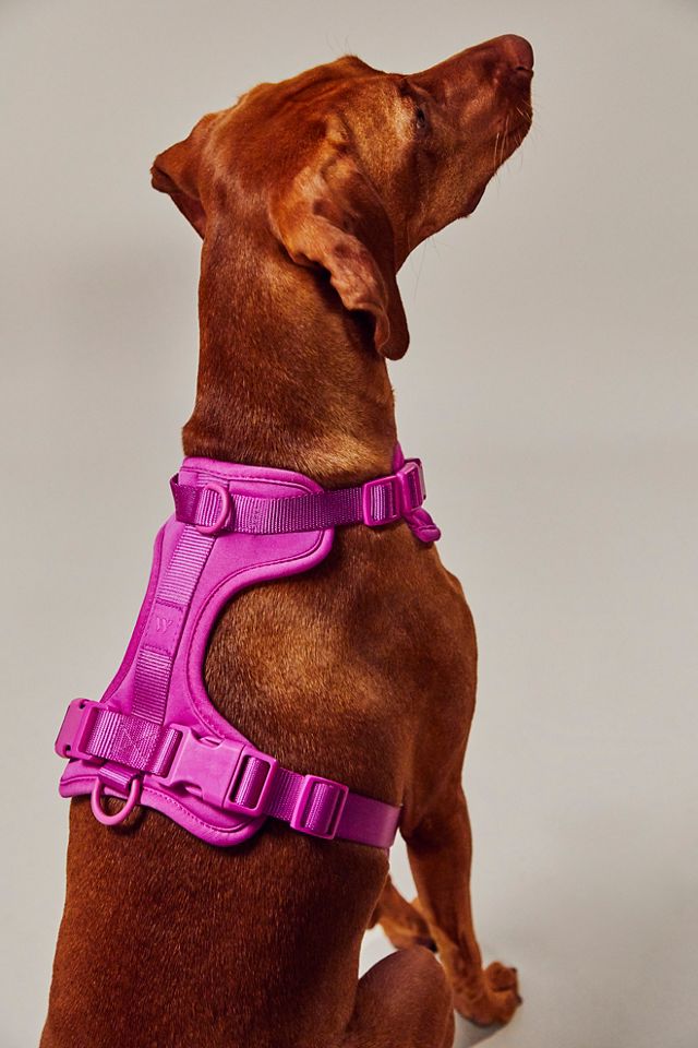 Harnais pour animal de compagnie Wild One #5