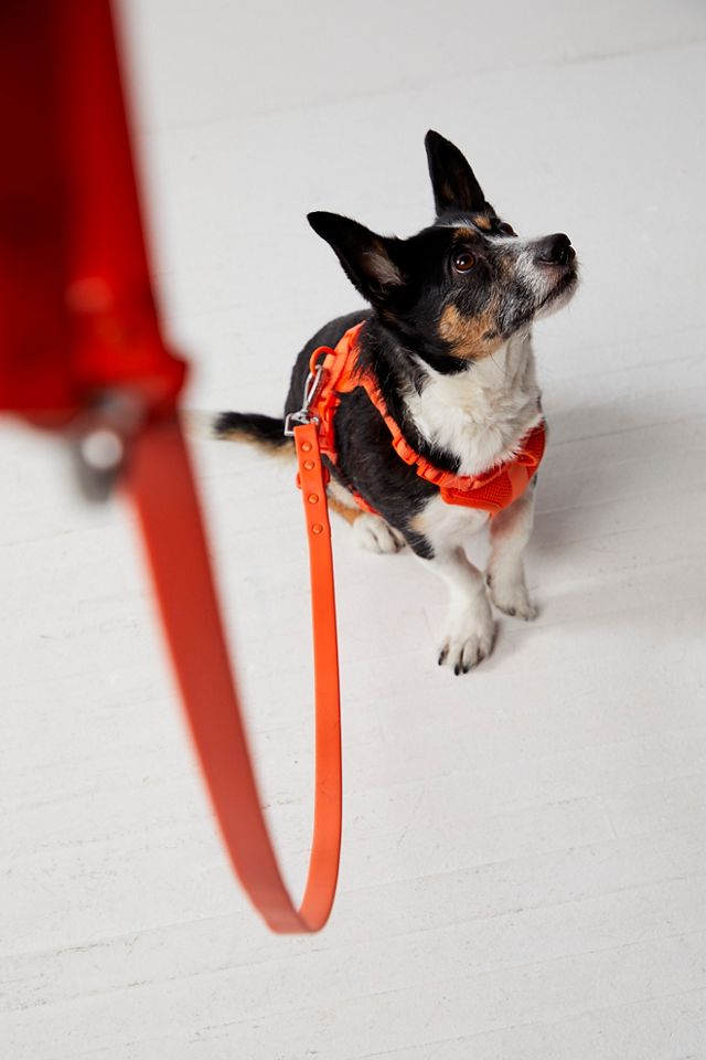 Wild one shop dog leash